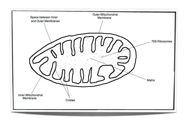 647x438 Ib Biology Notes