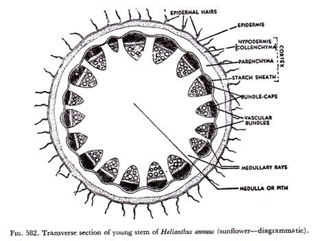 471x352 Internal Structure Of Stem (With Diagram)
