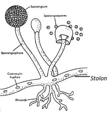 380x388 Practical Booklet