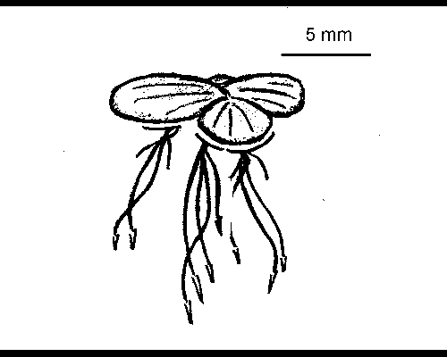 500x400 Duckweed Pictures