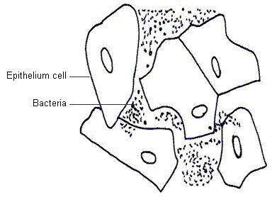391x278 Guide To The Practical Teaching Of Biology And Genetics
