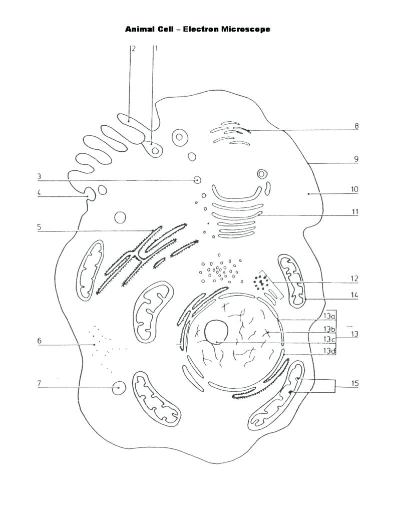 Microscope Drawing Worksheet at GetDrawings | Free download