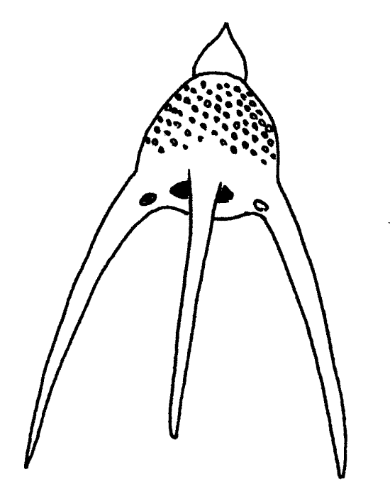 550x696 Microscope Slide Drawing Clipart Panda