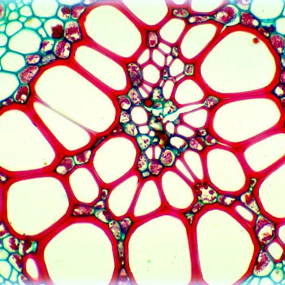 564x564 Cell Cross Section Under A Microscope Patterns