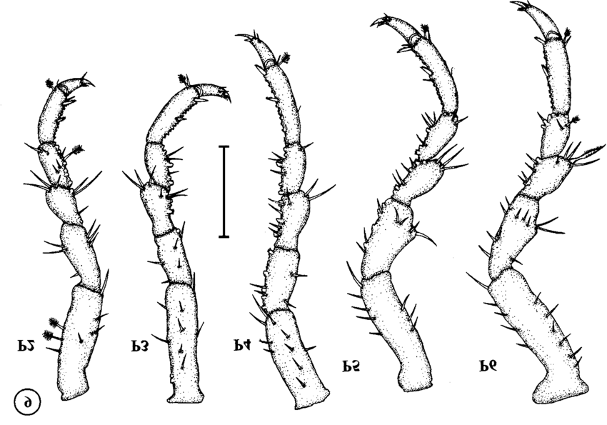 850x595 Microscope Projection Drawings Pereopods 2 To 6