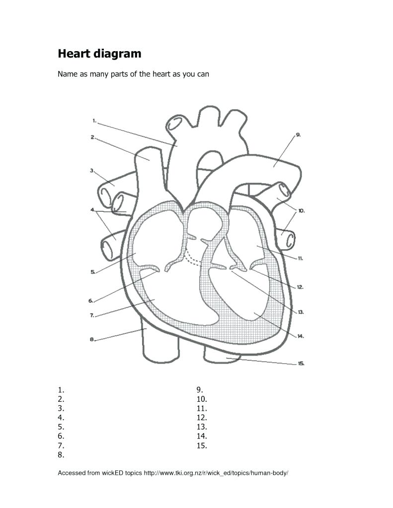 791x1024 Worksheet Diagram Worksheets