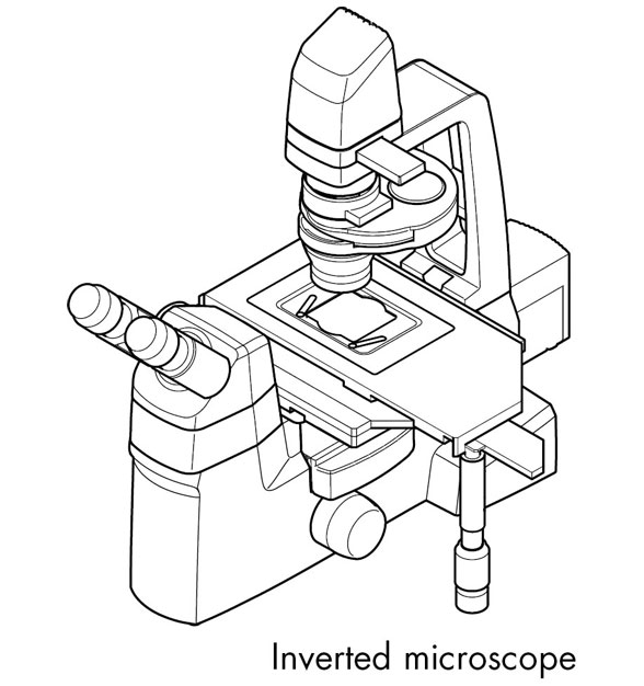 588x626 Qiascout Demo Tool
