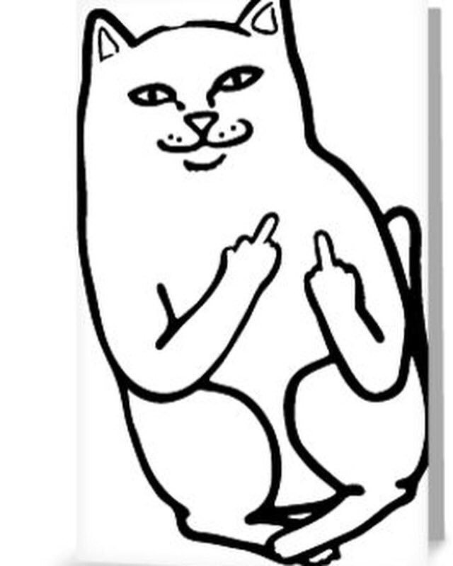 640x800 Middle Finger Cat (@middlefingercat) Twitter