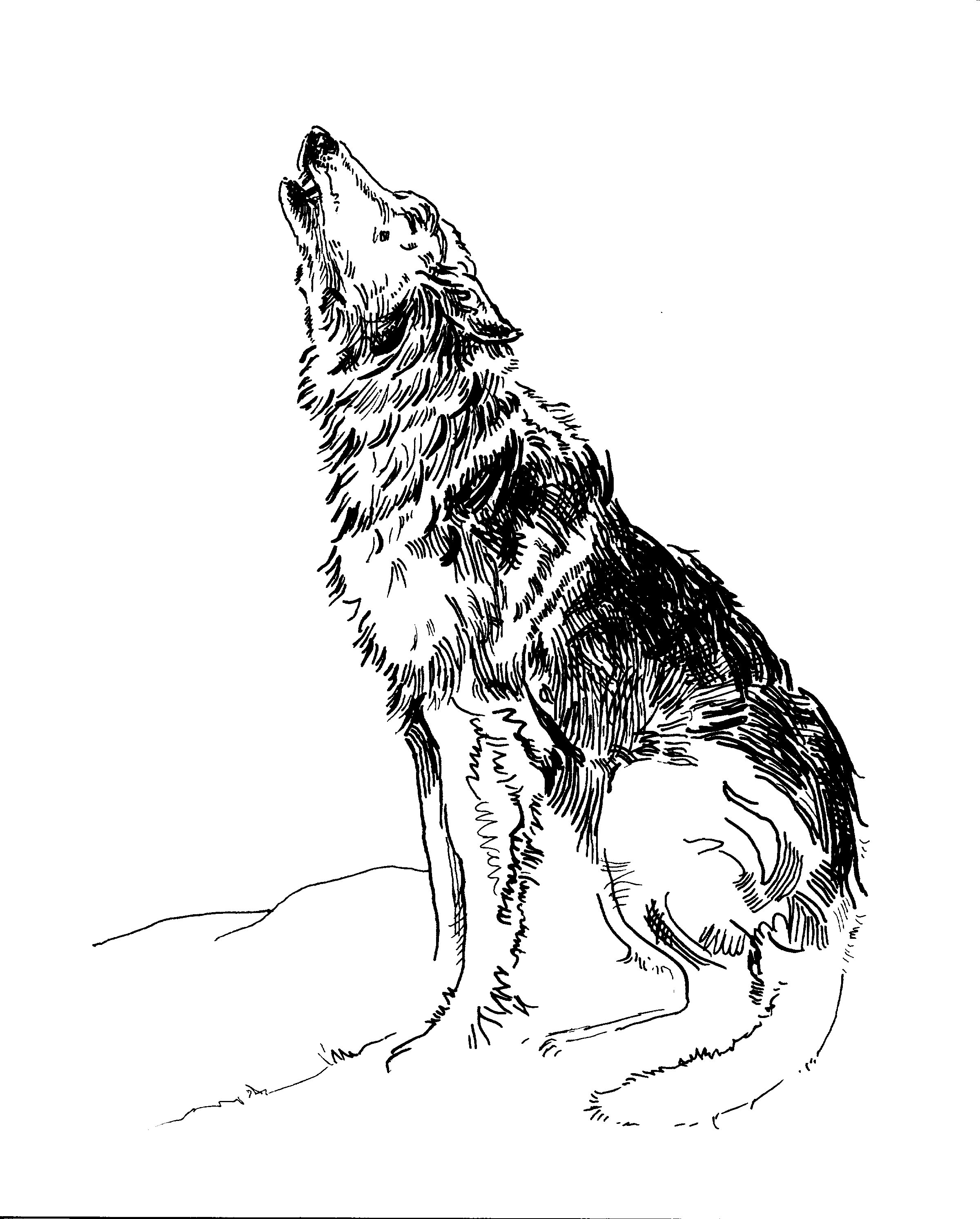2400x2984 Howling Wolf