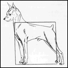 220x223 Illustrated Standard Mpca