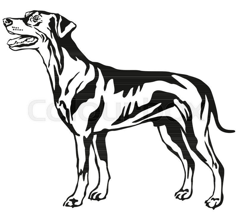 800x739 Decorative Contour Portrait Of Dog, Standing In Profile German