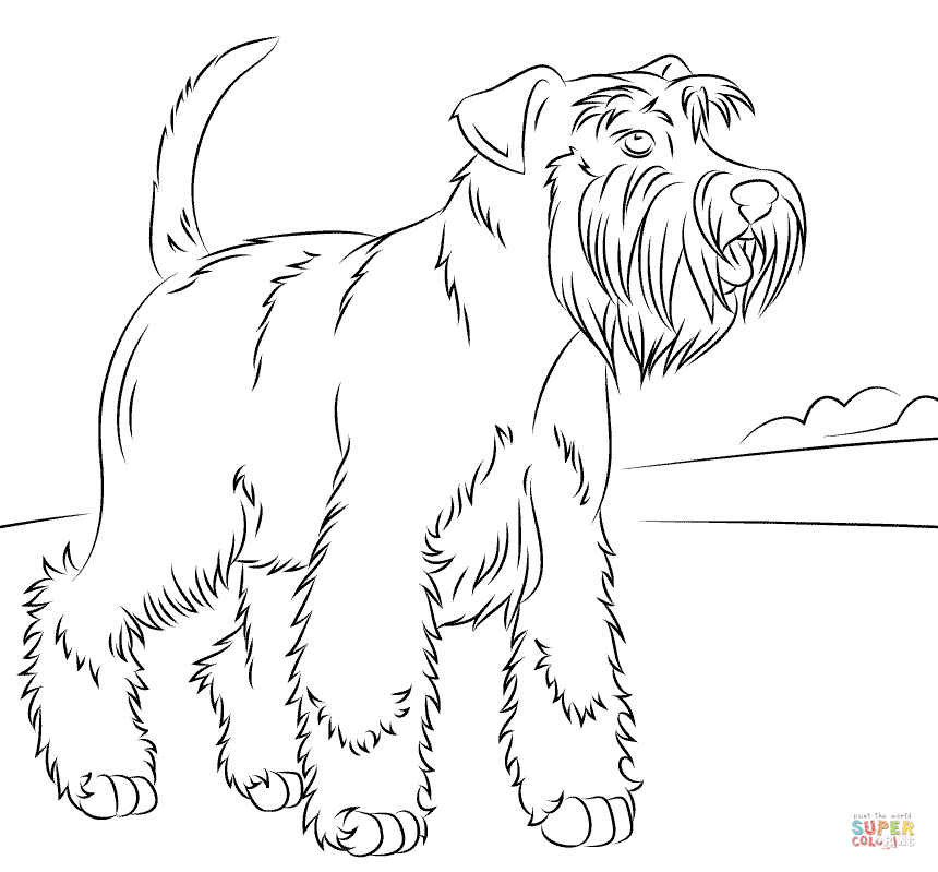 860x799 Miniature Schnauzer Coloring Page Free Printable Coloring Pages