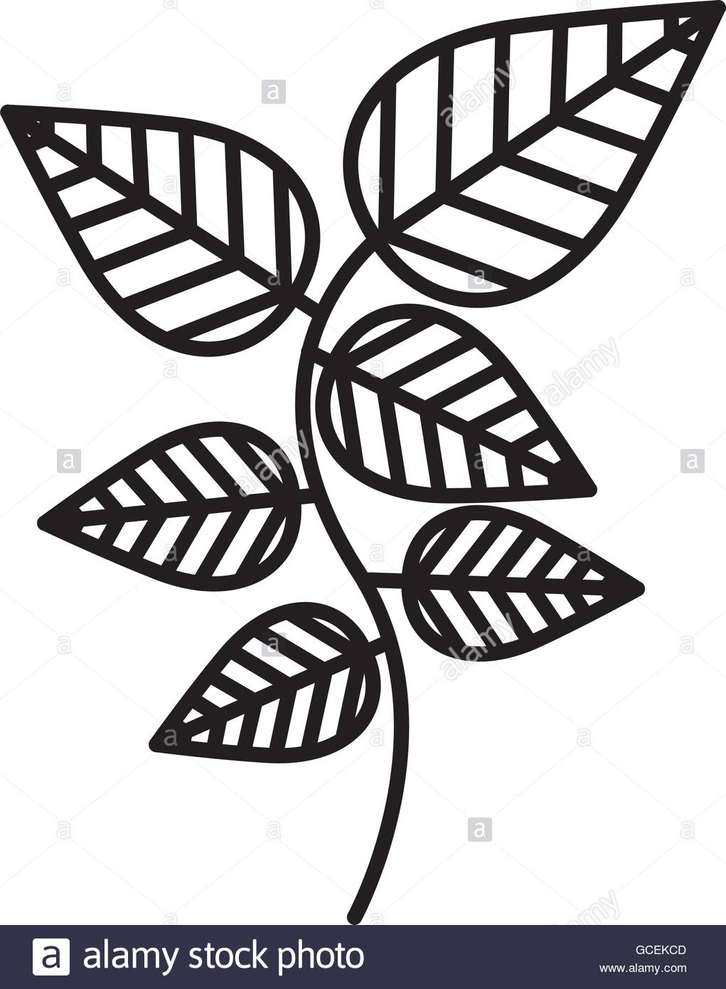 1021x1390 Mint Leaves Isolated Icon Design Stock Vector Art Amp Illustration