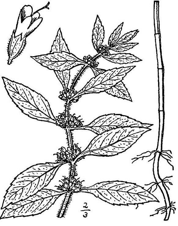 582x740 Mints Nature's Restaurant A Complete Wild Food Guide