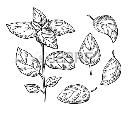 450x394 Basil Clipart Mint Plant