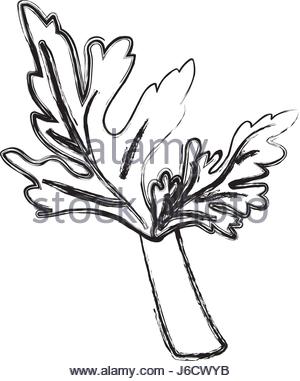 300x381 Sketch Mint Leaf Stock Vector Art Amp Illustration, Vector Image