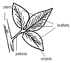 Mint Leaf Drawing at GetDrawings | Free download