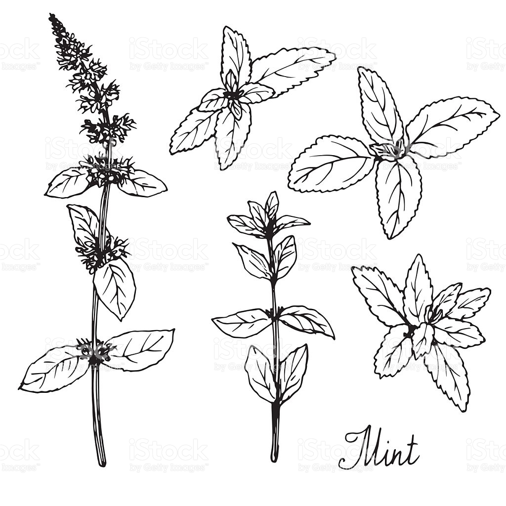 1024x1024 Hand Drawn Mint Plants, Sketch Vector Illustration Hand Drawn