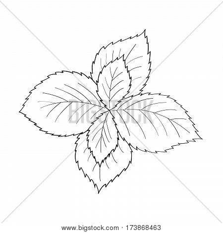 450x470 Drawn Mint Herbal Medicine