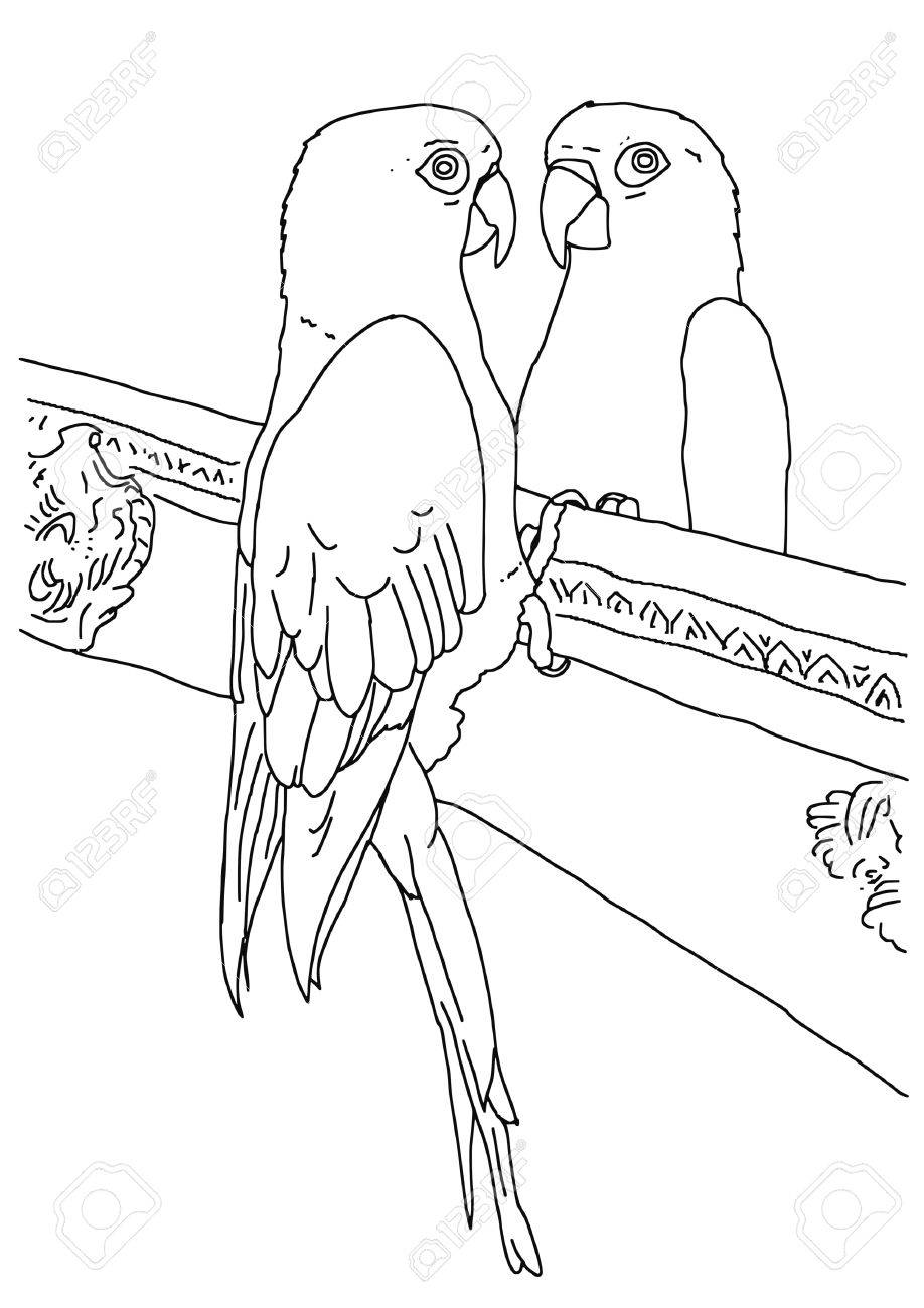 918x1300 Original Black And White Outline Drawing Of A Parrot Looking