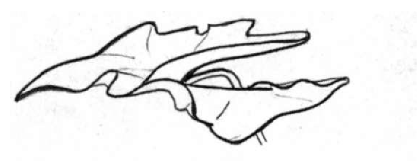 864x332 Praxis 2. Right Side The Drawing Exercises, One Step