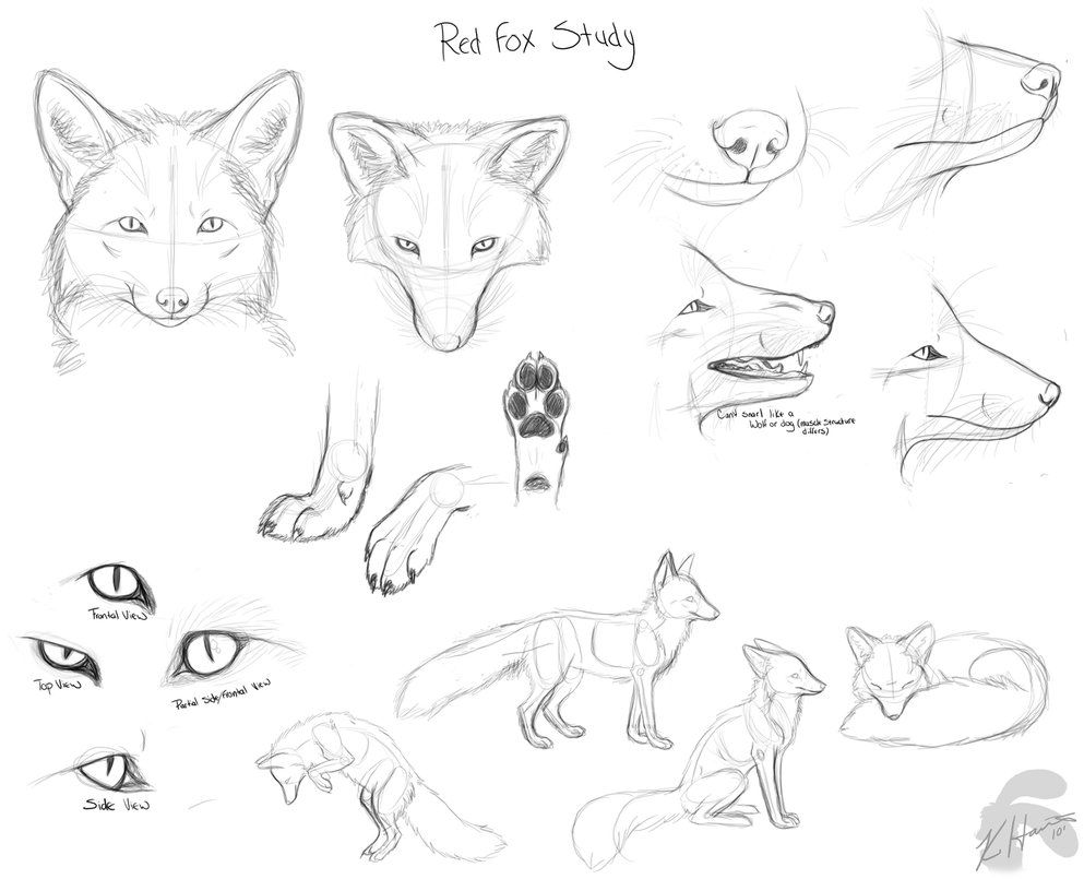 993x805 Red Fox Anatomy Study Sketches Download For Full Size I Don'T