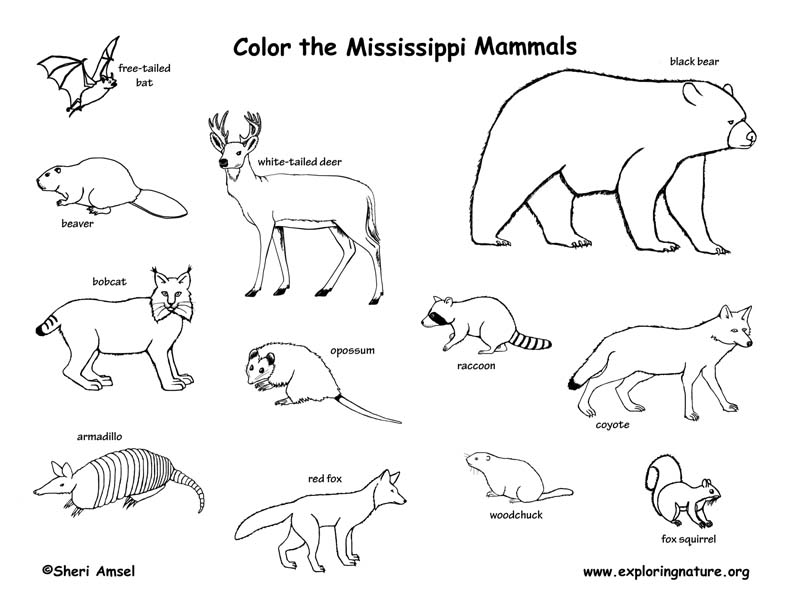 792x612 Mississippi Habitats, Mammals, Birds, Amphibians, Reptiles