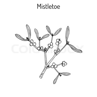 320x320 Christmas Mistletoe Branch Pencil Drawing. Vector Illustration