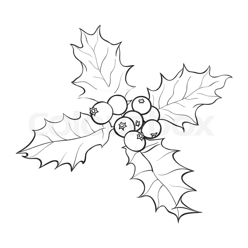 800x800 Mistletoe Black And White Branch With Leaves And Berries, Holly