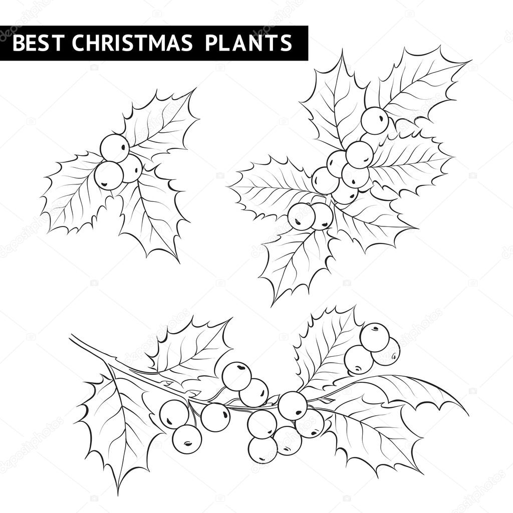 1024x1024 Christmas Mistletoe Branch Drawing. Stock Vector Kotkoa