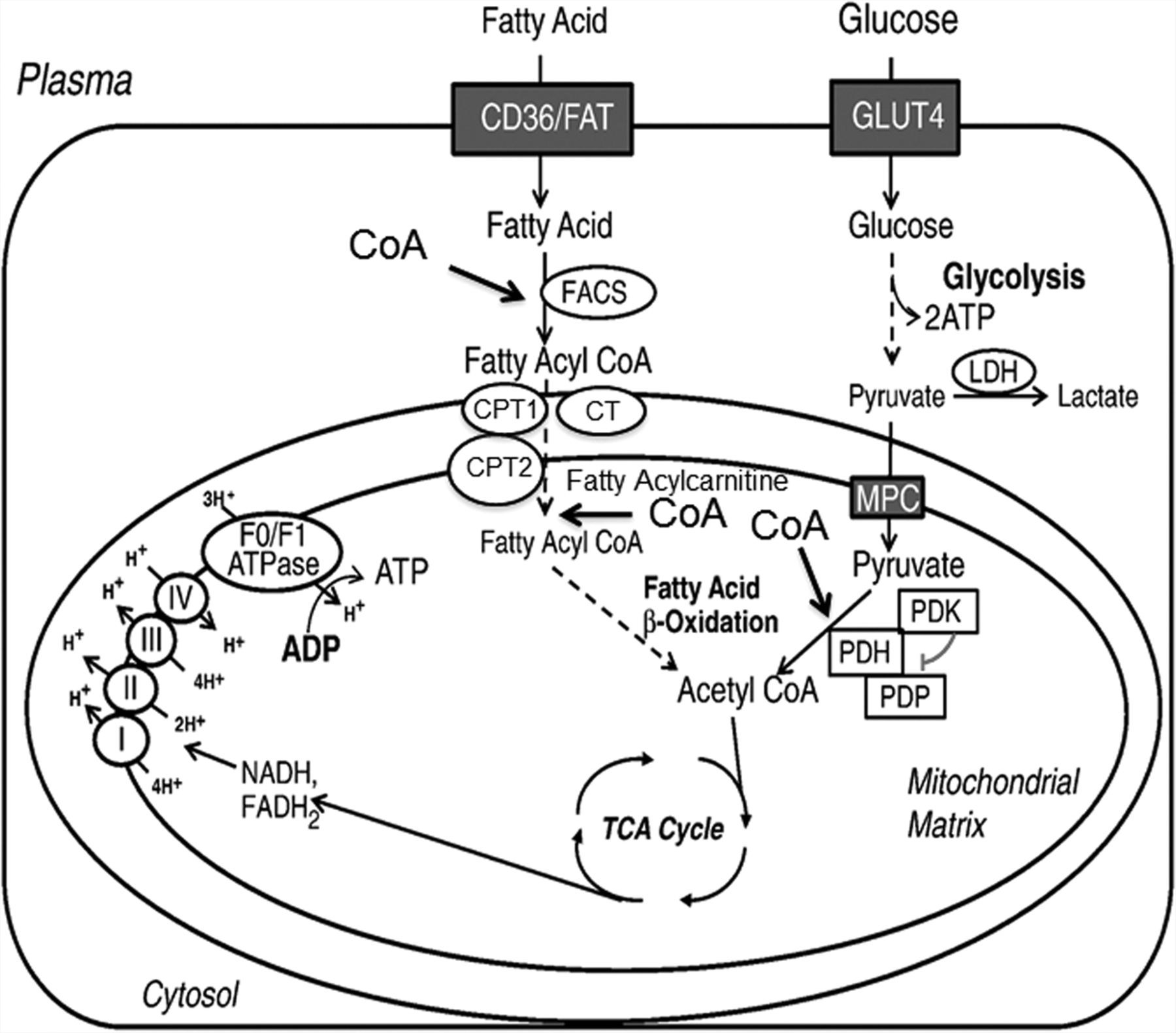 Mitochondria Drawing at GetDrawings | Free download