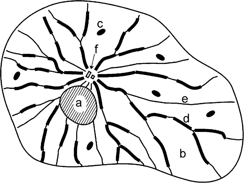 850x638 Schematical Drawing Of A Fibroblast In Cell Culture Showing