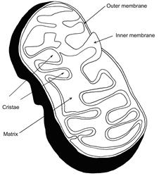 Mitochondria Drawing at GetDrawings | Free download