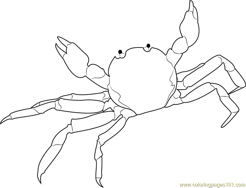 800x610 Chinese Mitten Crab Coloring Page
