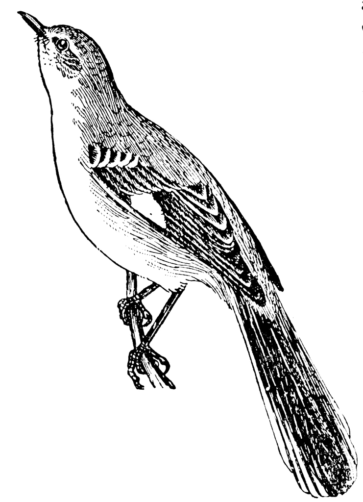 741x1024 Mockingbird Clipart Etc