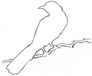 300x246 Mockingbird Drawing By Pam Ferrara