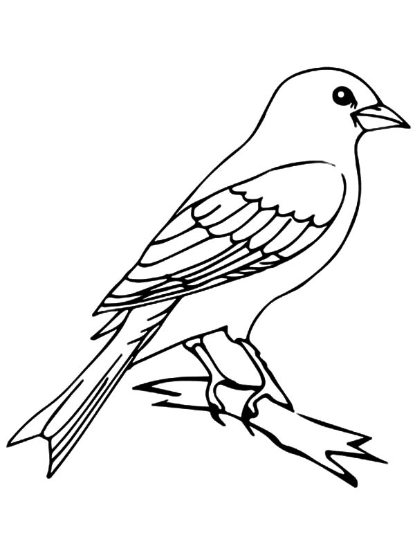 Mockingbird Drawing at GetDrawings | Free download
