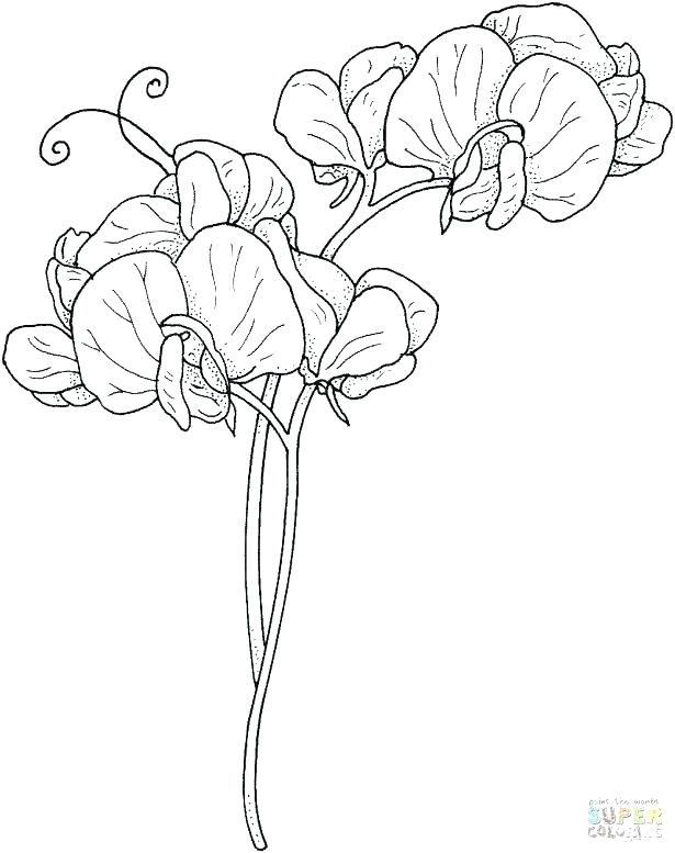 615x777 Awesome Free Printable Flower Coloring Pages For Adults Print