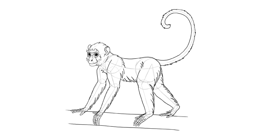 850x441 How To Draw A Monkey Step By Step