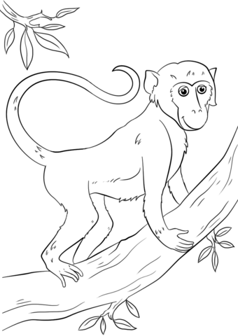 340x480 Cartoon Monkey On Tree Coloring Page Free Printable Coloring Pages