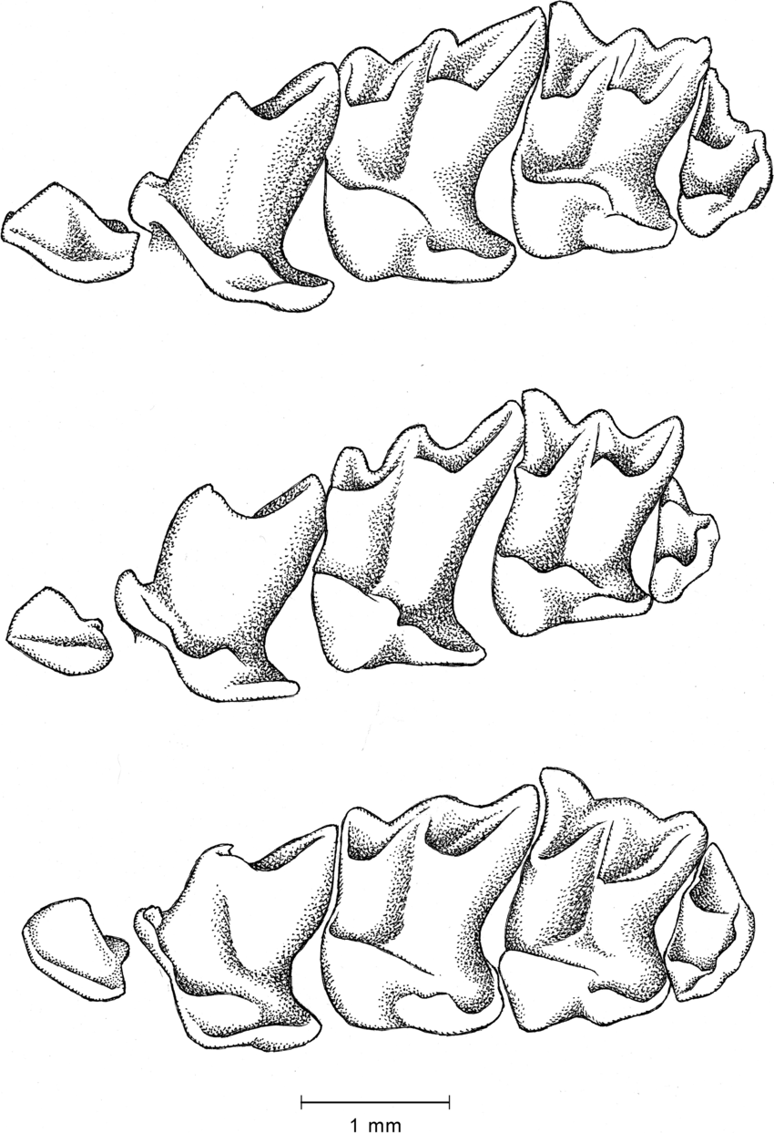 850x1243 Lingual View Of Left Upper Tooth Rows From Third Unicuspid To Third