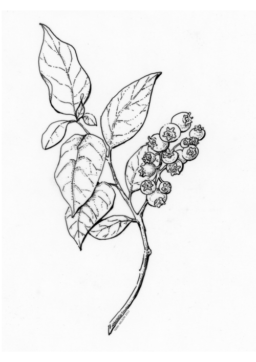 500x707 Line Drawing Blueberry