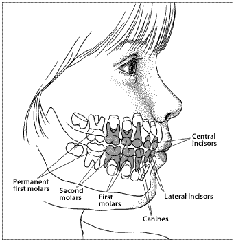 344x352 Open Wide And Trek Inside