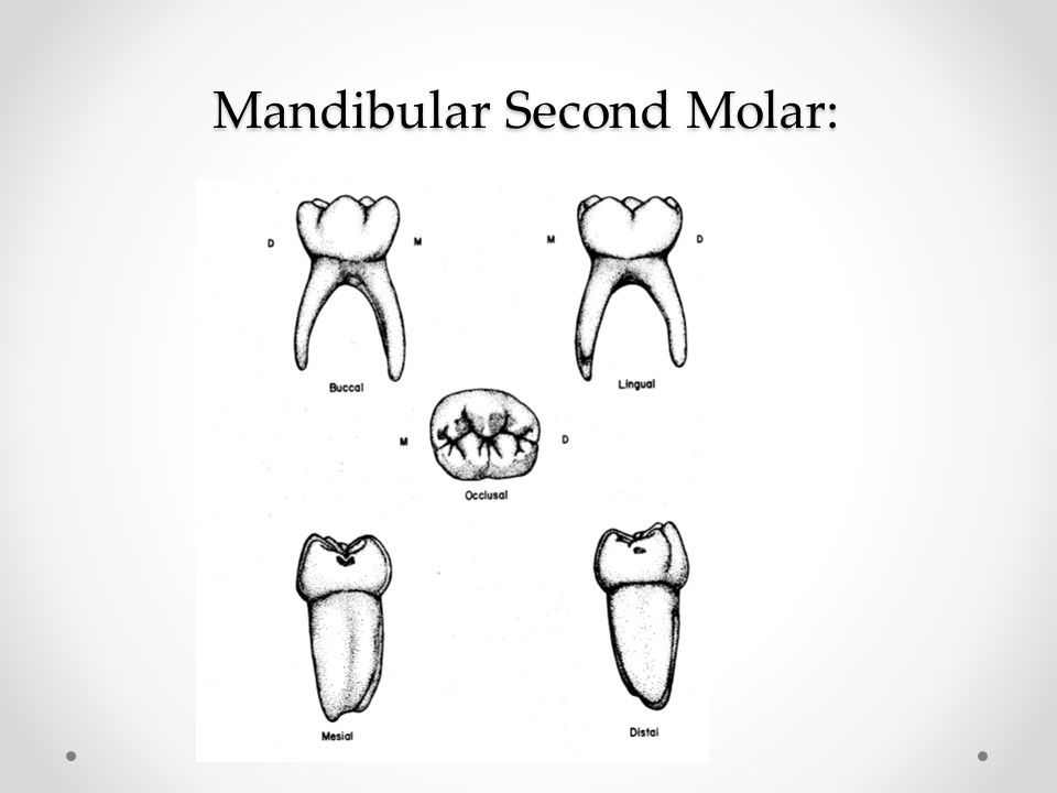 960x720 Pedodontics 1 4 Dr. Abdullah Abumoamar.