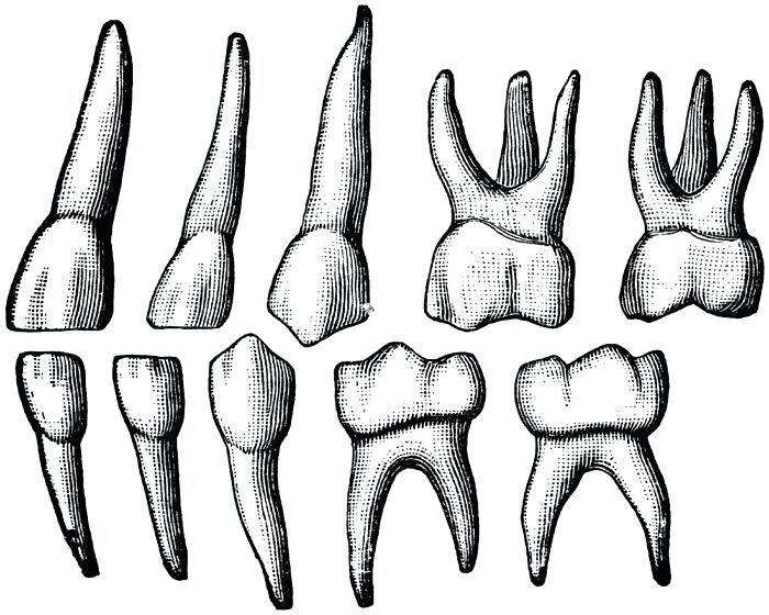 Molar Tooth Drawing at GetDrawings | Free download