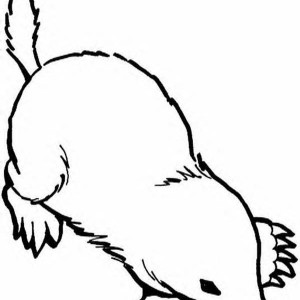 300x300 Batch Coloring