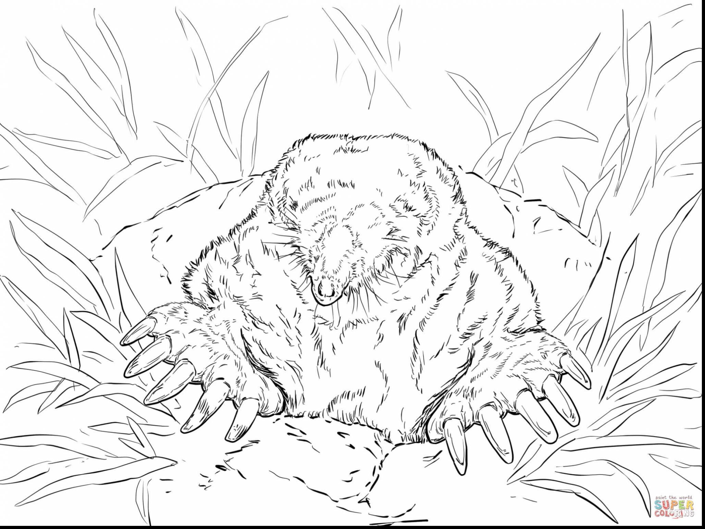 2252x1689 Mole Animal Drawing Free Draw To Color