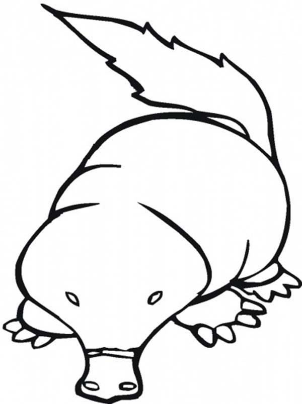 600x804 Drawing Mole Coloring Pages Batch Coloring