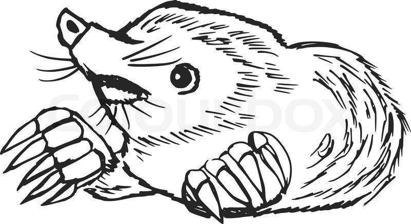800x436 Hand Drawn, Sketch, Cartoon Illustration Of Mole Stock Vector