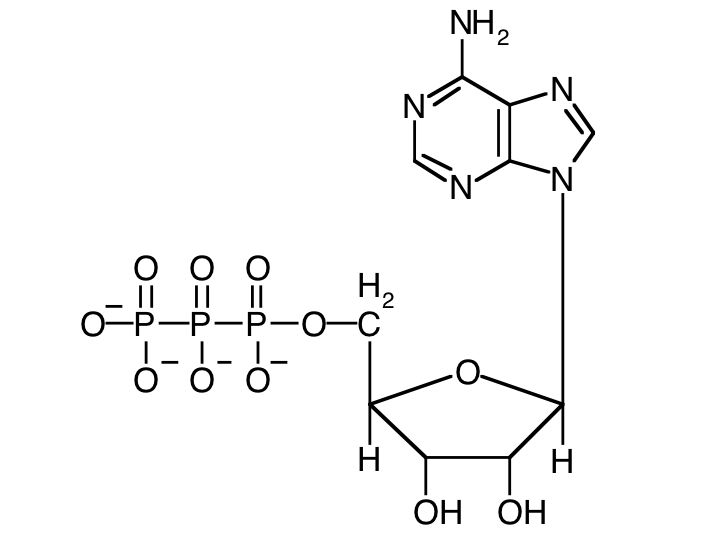 720x540 Online Biology Dictionary